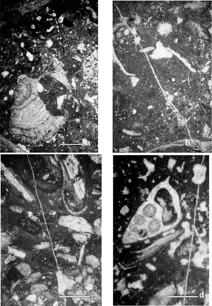 Microfacies from the El Abra Formation in the El Madroño locality. a- Microfacies 4 (Sample hz-b) Algal packstone-wackestone containing Paracoskinolina , Arenobulimina sp., Cayeuxia kurdistanensisElliott, 1957 (scale bar 500 µm). b- Microfacies 5 (Sample hzh) Shell wackestone-packstone with Coskinolinoides texanus , Novalesia sp. and Terquemella americana (Konishi and Epis, 1962) (scale bar 500 mµ). c- Microfacies 6 (Sample Sample hz-o) Coarse-grained bioclastic wackestone, partly floatstone with scarce foraminifers (scale bar 1 mm). d- Microfacies 7-(Sample hz-y-1) Bioclastic wackestone to floatstone containing abundant mollusk fragments (scale bar 1 mm).