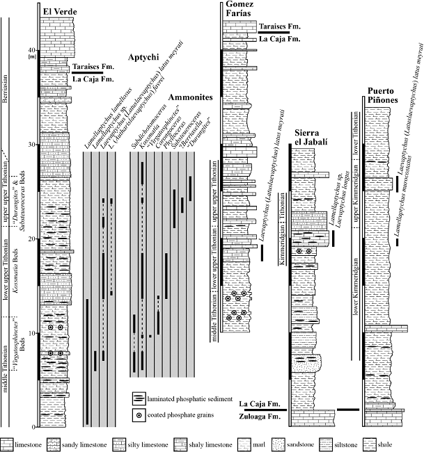 Lithostratigraphic columns of the La Caja Formation in northeastern Mexico with occurrences of aptychi. For locations of sections see Figure 1. The most abundant and diverse record of aptychi is from El Verde, where the range of co-occurring ammonite genera is also illustrated and indicates a middle to uppermost Tithonian range of deposition. Elsewhere in the area, aptychi are rare. Specimens are here documented from the lower upper Tithonian Kossmatia Beds at Gomez Farías (Velasco Segura, 2005), and from the uppermost Kimmeridgian Beckeri Zone at Sierra el Jabalí (Zell et al., 2014) and Puerto Piñones (López-Caballero, 2009; Zell and Stinnesbeck, 2015). Ammonite bio-chronostratigraphy after Villaseñor et al. (2012) and references therein.