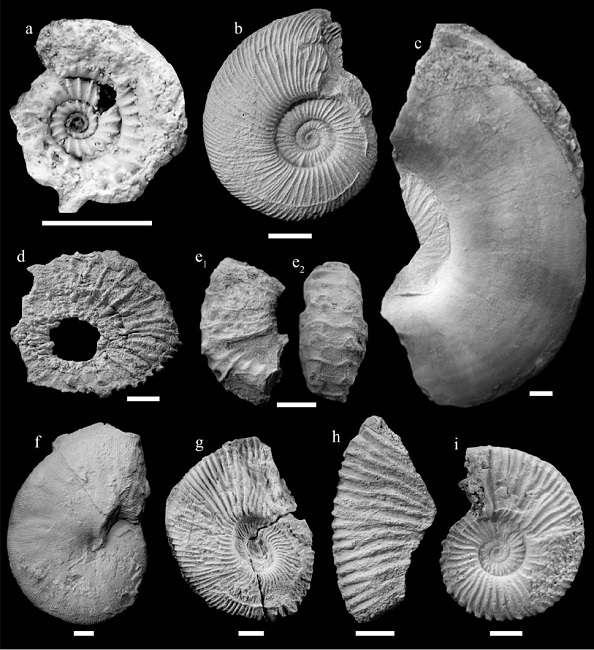 Representative ammonites from the La Caja Formation at El Verde. a: Subdichotomoceras sp. (CPC-1266); b: Kossmatia sp. (CPC-1267); c: large whorl fragment of "Virgatosphinctes " cf. communis (Spath, 1931) (CPC-1268); d: Corongoceras sp. (CPC-1269); e: whorl fragment of Corongoceras sp., lateral (e1) and ventral (e2) views (CPC-1270); f: Phylloceras subplicatusBurckhardt, 1912 (CPC-1271); g: Substeueroceras sp. (CPC-1272); h: whorl fragment of ?Berriasella sp. (CPC-1273); i: "Durangites " sp. (CPC-1274). Scale bars = 10 mm.