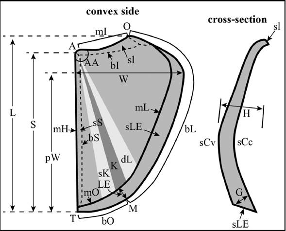 Morphological nomenclature of aptychi illustrated on a hypothetical convex side (outer surface) and cross-section. A, apex; O, umbilical point; T, terminal point; M, marginal point; bS, symphysal edge; bI, inner edge; bO, outer edge; bL, lateral edge; mH, harmonic margin (symphysis); mI, inner margin; mL, lateral margin; mO, outer margin; sS, symphysal surface (symphysal facet); sl, internal surface (inner facet); sLE, lateral-external surface (lateral-outer facet); dL, lateral depression; K, keel; sK, keel slope. Parameters: L, maximum length of valve; S, distance between apex and terminal point; W, maximum width of valve; pW, width projection; LE, width of lateral-external surface in a median region of valve; G, thickness of valve at the position of LE; H, maximum height of valve; AA, apical angle; sCv, convex surface of valve; sCc, concave surface of valve. Redrawn after Trauth (1931), Gąsiorowski (1960) and Turculeț and Grigore (2006).