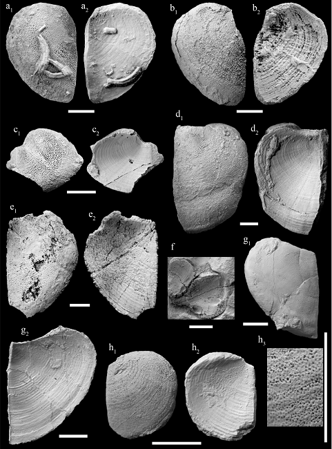 Laevaptychus (Latuslaevaptychus ) latus meyratiTrauth, 1931 from the La Caja Formation at El Verde (a-f), Gomez Farías (g) and Puerto Piñones (h). a: left valve, convex (a1) and concave (a2) side views (CPC-1179); b: left valve, convex (b1) and concave (b2) side views (CPC-1180); c: fragmented right valve, convex (c1) and concave (c2) side views (CPC-1181); d: right valve, convex (d1) and concave (d2) side views (CPC- 1177); e: right valve, convex (e1) and concave (e2) side views (CPC-1178); f: fragments of paired valves, concave side views (CPC-1425); g: left valve, convex (g1) and concave (g2) side views (CPC-1427); h: right valve, convex (h1, h3) and concave side (h2) views (CPC-1428). Scale bars = 10 mm.
