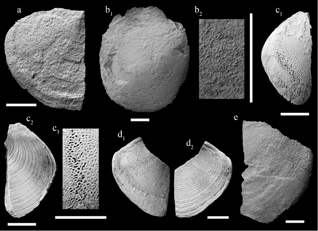 Laevaptychus (Hoplisuslaevaptychus ) mexicanus (Castillo and Aguilera, 1895) (a, b) and Laevaptychus (Autharislaevaptychus ) favreiTrauth, 1931 (c-e) from the La Caja Formation of northeastern Mexico. a: left valve from Rincón del Agua Dulce, convex side view (CPC-1437); b: left valve from Iturbide, convex side view (CPC-1438); c: left valve from El Verde, convex (c1, c3) and concave side (c2) views (CPC-1439); d: fragmented left valve from El Verde, convex (d1) and concave (d2) side views (CPC-1394); e: right valve from La Chona, convex side view (CPC-1350). Scale bars = 10 mm.