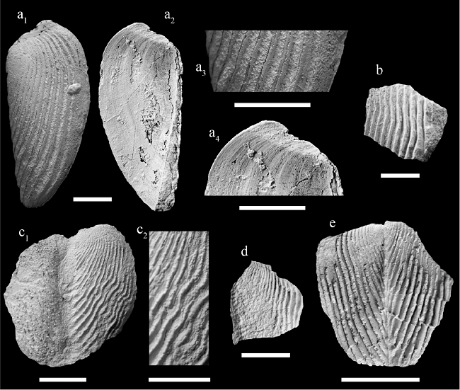 Lamellaptychi from the La Caja Formation of northeastern Mexico. a: Lamellaptychus lamellosus (Parkinson, 1811) from El Verde, right valve, convex (a1, a3) and concave (a2, a4) side views (CPC-1182); b: fragment of Lamellaptychus sp. from El Verde, right valve, convex side view (CPC-1183); c: fragmented Lamellaptychus murocostatusTrauth, 1929, paired valves from La Mesita, convex side views (CPC-1351); d: fragment of Lamellaptychus murocostatusTrauth, 1929 from Pablillo, right valve, convex side view (CPC-1275); e: fragmented paired valves of Lamellaptychus murocostatusTrauth, 1929 from Rincón del Agua Dulce, convex side view (CPC-1276). Scale bars = 10 mm.