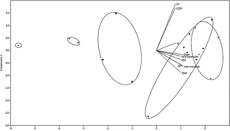 Componentes 1 y 2 (PCA) de las nueve medidas obtenidas en húmero y fémures de Cryptotis de Ecuador. Triángulos = C. niausa (fósil), círculos = C. niausa (actuales), cuadrados = C. montivagus, estrellas = C. equatoris y diamante = C. osgoodi.