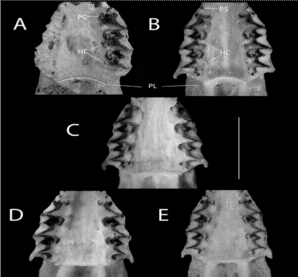 Vista oclusal de la región palatal de Cryptotis del Ecuador con el detalle de sus estructuras diagnósticas. A= C. niausa MEPNV6292 (fósil), B= C. niausa MEPN9627 holotipo (actual), C= C. montivagus MEPN12499, D= C. equatoris MEPN3021 y E= C. osgoodi MEPN6928. Paracono (PC), Parastilo (PS), Hipocono (HC), Borde posterior palatal (PL). Escala = 5 mm.