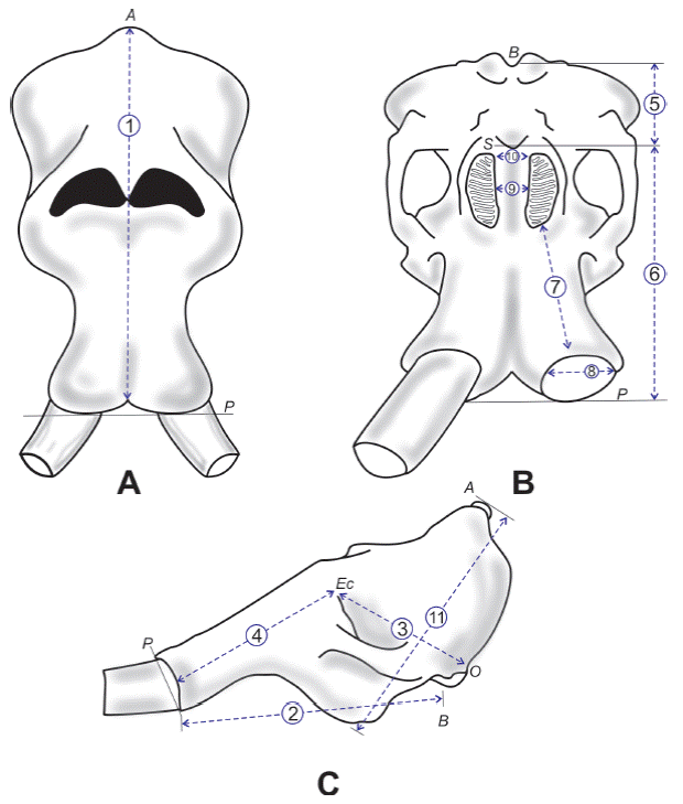 Esquema que muestra c&oacute;mo se tomaron las medidas en el cr&aacute;neo: 1) longitud total:
								proyectado sobre la l&iacute;nea media (acrocrani&oacute;nprosti&oacute;n); 2) longitud
								basal (basi&oacute;n-prosti&oacute;n; 3) longitud de la caja craneal
								(ectorbital-opisthion); 4) longitud facial lateral
								(ectorbitalprosti&oacute;n); 5) longitud basi&oacute;n-staphilion; 6) longitud del
								paladar (staphilion-prosti&oacute;n; 7) longitud del diastema: desde el
								alveolo del M3 hasta el alveolo del incisivo (medido desde el punto
								medio del alveolo); 8) di&aacute;metro transverso interno del alveolo del
								incisivo; 9) ancho m&aacute;ximo de la curvatura del maxilar en el punto
								medio del alveolo del M3; 10) ancho m&aacute;ximo posterior del paladar:
								medido desde el extremo posterior de los alv&eacute;olos del M3; y 11)
								altura del cr&aacute;neo: desde el paladar hasta el acrocrani&oacute;n.
								Abreviaturas: A, acrocrani&oacute;n; B, basi&oacute;n; Ec, ectorbital; O,
								opisthion; P, prosti&oacute;n; S, staphilion. Modificado de Gillette y Madsen
								(1993).