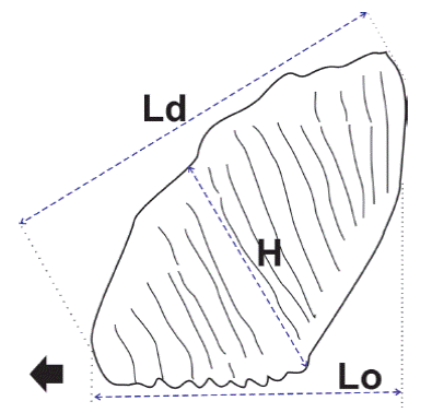 Esquema que muestra c&oacute;mo se tomaron las medidas en los molares. Abreviaturas: H,
								altura m&aacute;xima del diente paralela a la orientaci&oacute;n de las l&aacute;minas;
								Ld, longitud m&aacute;xima en plano diagonal; Lo, longitud m&aacute;xima en el
								plano oclusal. Modificado de Agenbroad (1994).