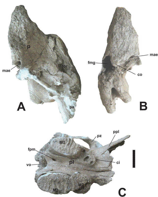 Ejemplar CRINAH-2274, de Sierra de Amozoc, Puebla. Cr&aacute;neo en vista A) lateral (lado derecho), B) posterior y C) ventral. Barra de escala igual a 200 mm. Abreviaturas: ci, canalis infraorbitalis; co, condylus occipitalis; fmg, foramen magnun; for, facies orbitalis; fpm, foramen palatinum major; mae, meatus acusticus externus; p, parietal; pa, processus alveolaris; pl, palatino; ppl, processus palatinus; pz, processus zygomaticus; vo, v&oacute;mer.