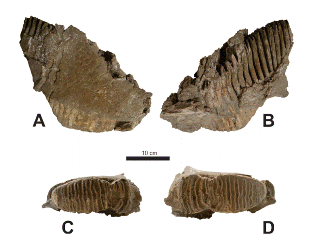 Ejemplar CRINAH-2275, de Barranca El Morillo, Puebla. M2 y M3 derechos en vista A) labial, B), lingual y C) oclusal; D) M2 y M3 izquierdos en vista oclusal. Barra de escala igual a 100 mm.