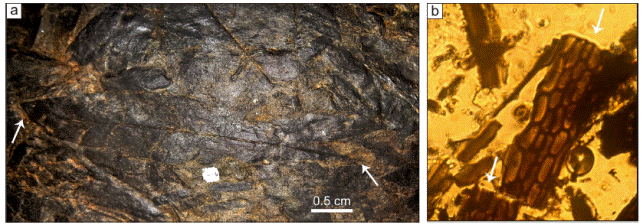 (a) Leaf of Mexiglossa varia in finely laminated lutite of the Cualac Formation. Arrows point to base and apex of the leaf. (b) Photomicrography of leaf cuticle of Mexiglossa varia.