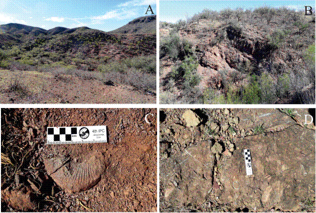 Outcrops photographs of the Cucurpe Formation in locality of Rancho La Colgada. A) Interbedded shale, siltstone and subordinate sandstone form the lower part of the formation. Beds show moderate dip to the southwest. B) Interbedded mafic flows and shale in its middle part. C) Floating ammonite in the lower part of the formation. D) Intraformational conglomerate, 1 m thick with reworked belemnite, ammonites, gastropods, bivalve, limestone and siltstone clasts in the middle part of the formation.