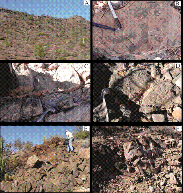 Outcrop photographs of: A) thick bedded Norian limestone with interbedded shale and calcareous sandstone of upper part of sequence VII. B) Sponge Fania polystoma (pen for scale is 15 cm long), C) Platy corals and D) branching colonial coral of the Norian upper part of sequence VII. E) Bioclastic limestone with mixed Upper Triassic fossils located at the base of sequence IX. F) Base-erosive, basal sandstone of sequence X. In its upper part it grades to sandy limestone with the ammonoid Sunrisites sunrisensis of upper Hettangian age. Hammer for scale is 40 cm long.