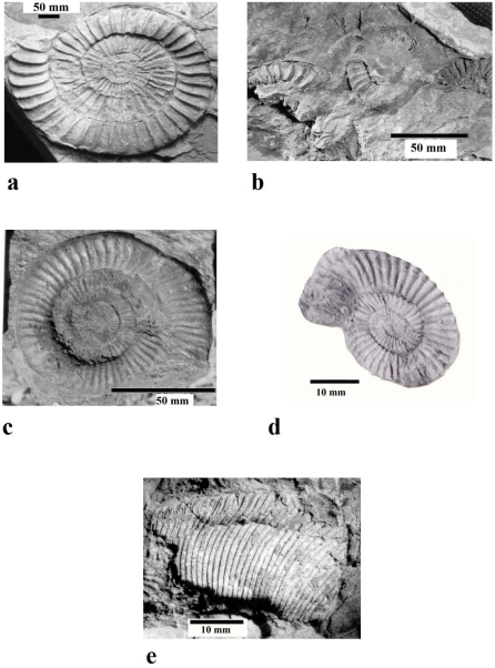 Examples of the fauna of Huayacocotla: a) Paltechioceras aff. mexicaum (Erben, 1956) from Temap&aacute; outcrop; b) Ortechioceras jamesdanae (Trueman and Williams, 1925) from Pe&ntilde;a Blanca outcrop; c) Paltechioceras hardbledownense (Crickmay, 1929-1930) from Bopo outcrops; d) Paltechioceras rothpletzi (B&ouml;se, 1898) from Chipotla outcrop; e) Phylloceras sp. (Suess, 1866) from La Fiesta outcrop.