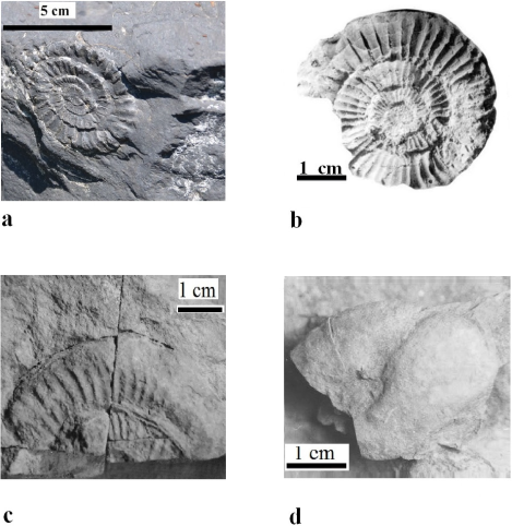 a) Arnioceras sp. (Hyatt, 1867) from Las Juntas outcrop; b) Ortechioceras incaguasiense (Hillebrandt, 2002) from La Fiesta outcrop; c) Plesechioceras cihuacoatlae (Erben, 1956) from Bopo 3 outcrop; d) Gleviceras chofatti (Buckman, 1913-1919) from Potrero outcrop.