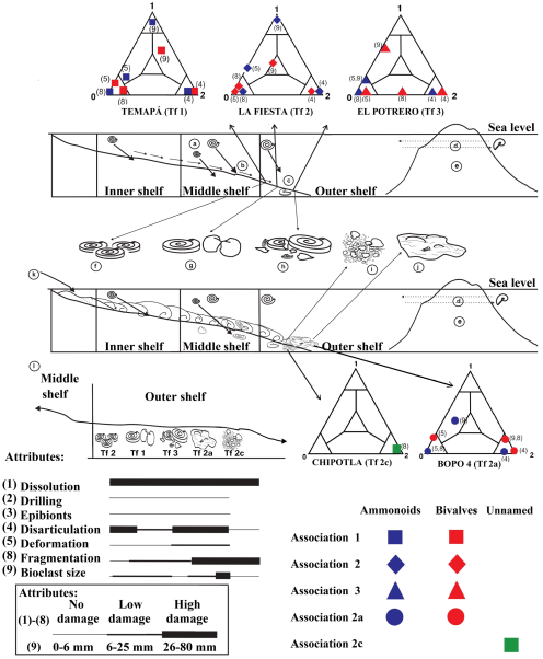 Taphonomic patterns. The environment corresponds to a distal neritic platform: a) The ammonites were organisms whose life developed in the water column; b) Transport of the remains towards the zone of deposit; c) Deposit; d) Presence of Phylloceras as an edge neritic platform inhabitant; e) The existence of an islands arc is proposed on the basis of the geochemical analysis; f-j) Environs assigned to the taphofacies (Tf) interpreted with ternary taphograms; k) Terrigenous deposits due to the possible presence of a river; l) Scheme of the taphofacies gradient with respect to their taphonomic attributes at the deposit place.