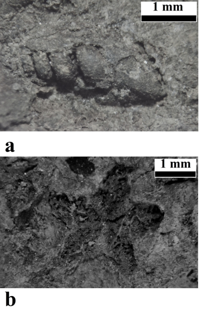 Benthic microfauna are very common in the ammonoids assemblages: a) Microgastropod from Desp&iacute; facies; b) Crinoid from Desp&iacute; facies.