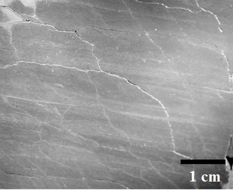 Some characteristic sedimentary structures on sandy siltstones from Huayacocotla.