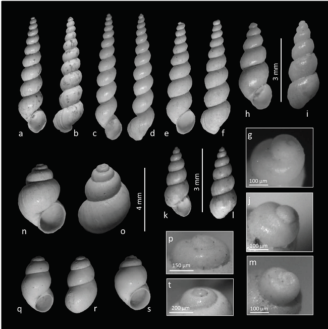 Juturnia gracilis new species, Juturnia
									coahuilae (Taylor,
									1966) Hershler, Liu and Stockwell, Probythinella
									emarginata (Küster) and Probythinella protera Pilsbry.
								a, b, g) J. gracilis new species, Holotype,
								UJMC-362. g) Protoconch view. c, d) Paratype 1, UJMC-363. e, f)
								Paratype 2, UJMC-364. h-j) Juturnia coahuilae
									(Taylor, 1966) Hershler,
								Liu and Stockwell from spring Tunel 7, Viesca, Coahuila, Mexico,
								UJMC-366a. j) Protoconch view. k-m) J. coahuilae
								from Poza Churince, Cuatrociénegas, Coahuila, Mexico, a present-day
								specimen. m) Protoconch view. n-p) Probythinella
									emarginata, UJMC-367a. p) Protoconch view. q-t)
									Probythinella protera. q, r) Specimen
								UJMC-368a. s) Specimen UJMC-368b. t) Protoconch view,
								UJMC-368a.