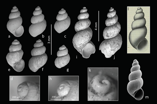 Pseudotryonia pasajaeHershler, Liu and Landye, 2011 and
									Tryonia cf. seemani (Frauenfeld, 1863). a-d)
									P. pasajae, specimen UJMC-369a. c) Male (?)
								specimen, UJMC-369b. d) Protoconch view, UJMC-369a. e-h) P.
									pasajae, a present-day specimen from San Pedro de
								Ocuila, Durango, Mexico. h) Protoconch view. i-m) T.
									seemani. i-k) T. cf.
									seemani, subfossil specimen from Viesca,
								Coahuila, Mexico, UJMC-370. k) Protoconch view. l) T. seemani from
								Durango, syntype (BMNH 20001099) illustrated by Hershler et al.
									(2002. Fig. 1b). m) T. seemani, a
								present-day specimen from an unnamed spring on west side of Nombre
								de Dios, Durango, Mexico (Hershler
										et al., 2011a, Fig. 12c).