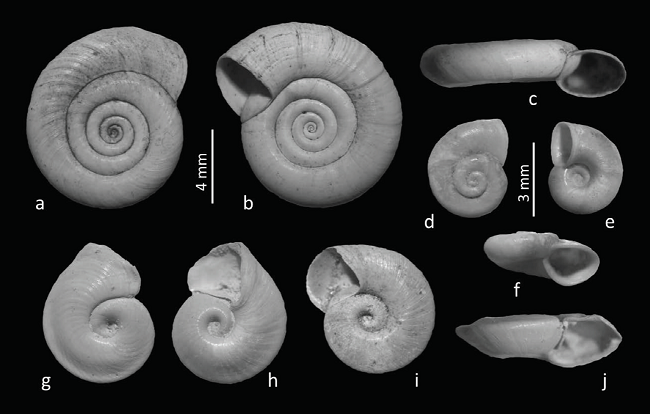 Biomphalaria havanensis (Pfeiffer, 1839),
									Dilatata dilatata (Gould, 1841) and
									Promenetus exacuous (Say, 1821). a-c)
									B. havanensis, fossil specimen UJMC-371a from a
								former wetland area of Viesca, Coahuila, Mexico. d-f) D.
									dilatata, subfossil specimen UJMC-372a from fluviatile
								deposits of the Aguanaval River, Durango, Mexico. g-j) P.
									exacuous subfossil specimens from spring el Molino,
								Viesca, Coahuila, Mexico. g, h, j) Specimen UJMC-373a. i) Specimen
								UJMC-373b.