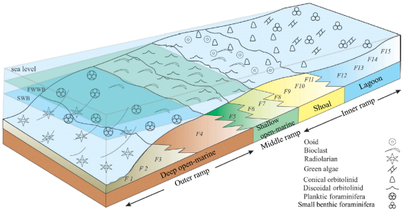 Schematic model proposed for deposition of the Lower Cretaceous
								deposits in this study. The Dariyan Formation was deposited in deep
								open-marine, shallow open-marine (o. m.), shoal, and lagoonal
								settings on a homoclinal ramp. F1: Shale; F2: Marl; F3: Radiolarian
								wackestone/packstone; F4: Planktic foraminifera
								wackestone/packstone; F5: Bioclastic wackestone/packstone; F6:
								Bioclastic rudstone; F7: Discoidal orbitolinid rudstone; F8:
								Bioclastic grainstone; F9: Ooid grainstone; F10: Peloidal
								orbitolinid grainstone; F11: Peloidal grainstone; F12: Orbitolinid
								packstone; F13: Peloidal foraminifera wackestone/packstone; F14:
								Peloidal green algae wackestone/packstone; F15: Miliolid mudstone.
								FWWB: fair weather wave base. SWB: storm wave base.