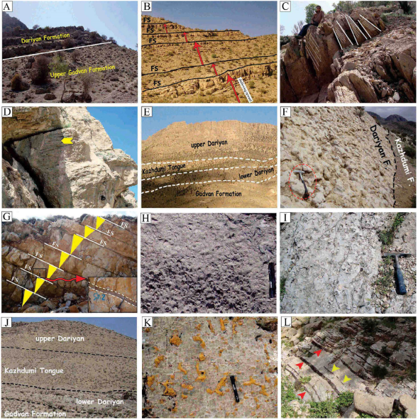 Outcrop images and details of the Dariyan Formation in the studied
							sections. (A) The lower or basal boundary of the formation in the
							Sangsiah section. (B) The five thickening upward cycles of the medium to
							thickly-bedded limestones in the Sangsiah section. (C) Cross-bedding in
							the Sangsiah section. (D) Cross lamination in light grey limestones in
							the Sangsiah section. (E) General view of Dariyan Formation in the
							Seydan section. (F) The top surface of the upper unit of the Dariyan
							Formation with largely distributed bioturbations in the Seydan section.
							(G) Shallowing-upward parasequences with flooding surface (FS) in the
							lower unit of the Dariyan Formation in the Seydan section. Red arrow and
							dotted lines: flooding surface. (H) Grain-size decreases upsection in an
								Exogyra marker shell bed in the lower unit of the
							Dariyan Formation (in the Seydan and Paskahak sections). (I)
								Exogyra marker shell bed in the lower unit in the
							Seydan and Paskahak sections. (J) General view of the Dariyan Formation
							in the Paskahak section. (K) Limonitic bioturbations in the base of the
							lower unit of the Dariyan Formation in the Paskahak section. (L)
							Continuous (red arrows) and discontinuous (yellow arrows) silicified
							intercalations in the lower unit of the Dariyan Formation in the
							Paskahak section.