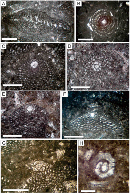 Thin section images (PPL) of the benthic foraminifera used in the
								biostratigraphy of the Lower Cretaceous deposits in this study.
								Scale bar: 0.5 mm. (A) Choffatella decipiens. (B)
									Archaealveolina sp. (C) Palorbitolina
									lenticularis. (D) Mesorbitolina parva,
								transversal section. (E) Mesorbitolina parva, axial
								section. (F) Mesorbitolina texana. (G)
									Mesorbitolina subconcava. (H)
									Hemicyclammina sigali.