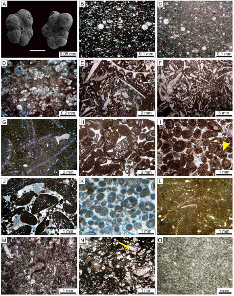 Thin section images of the facies in the studied Cretaceous
								deposits. Images B, D and L: XPL. Other images: PPL. (A) Planktic
								foraminifera in the shales and marls of the ‘Kazhdumi Tongue’ (the
								Paskahak and Seydan sections). (B) Radiolarian packstone with a
								lime-mud matrix containing organic matter (F3) (the Paskahak
								section). (C) Radiolarian wackestone with a lime-mud matrix (F3)
								(the Paskahak section). (D) Planktic foraminifera packstone with
								organic matter in the matrix (F4) (the Seydan section). (A-D: deep
								open-marine.) (E) Bioclastic packstone with bivalve shells (F5) (the
								Seydan section). (F) Bioclastic rudstone with poorly rounded grains
								(F6) (the Sangsiah section). (G) Discoidal orbitolinid rudstone (F7)
								(the Sangsiah section). (E-G: shallow open-marine.) (H) Bioclastic
								grainstone (F8). Small size orbitolinids, gastropods, and bivalve
								debris are present in the facies. Micrite envelope edge is clear
								around the components (the Sangsiah section). (I) Ooid grainstone
								(F9) in cross-bedded limestones (the Sangsiah section). Green algae
								is indicated by yellow arrow. (J) Peloidal orbitolinid grainstone.
								The facies contains conical to discoidal orbitolinids and peloids.
								The grains in the facies have been rounded as a result of agitation
								(F10) (the Sangsiah section). (K) Well-sorted peloidal grainstone;
								small benthic foraminifera are subordinate. Size and shape of
								peloides reflect lithic origin for these grains (F11) (H-K: shoal).
								(L) Orbitolinid packstone (F12) (the Sangsiah section). The facies
								contains conical orbitolinids. (M) Peloidal foraminifera packstone
								with milliolid benthic foraminifera (F13) (the Sangsiah section).
								(N) Peloidal green algae wackestone/packstone (F14) (the Sangsiah
								section). The algae in the facies are represented by the species
									Lithocodium aggregatum (yellow arrow). (O)
								Miliolid mudstone (F15). (L-O: lagoon).