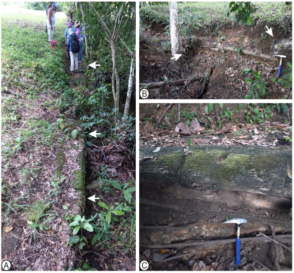 The “big tree” and its original position in the field. A, Preserved
							length of the “big tree” (arrows). B, Logs split from the original
							preserved total tree length. Follow arrows to see continuity of the
							fossil extent. C, Preservation of the external part of the fossil
							wood.