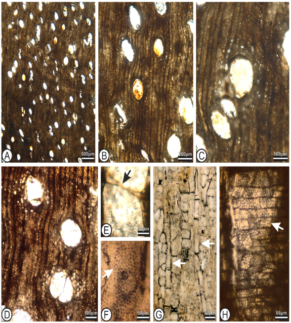 Llanodelacruzoxylon sandovalii Rodríguez-Reyes,
								Estrada-Ruiz et Gasson gen. et sp. nov. A-F, STRI 44038B; G-H, STRI
								45789. A, Transverse section (TS). Diffuse porous wood with vessels
								solitary and few in radial multiples. B, (TS). Solitary vessels and
								diffuse axial parenchyma. C, (TS). Three vessels with vasicentric
								parenchyma. D, (TS). Close up of vessel with vasicentric parenchyma.
								E, Tangential longitudinal section (TLS). Simple perforation plate
								(arrow). F, (TLS). Alternate intervessel pits (arrow). G, (TLS).
								Showing parenchyma strands (arrows). H, Radial Longitudinal Section
								(RLS). Detail of the vessel-ray parenchyma pits with reduced
								borders, round in shape (arrow).