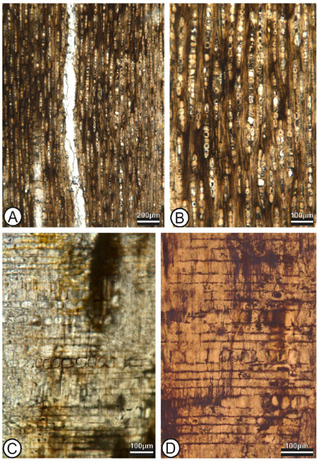 Llanodelacruzoxylon sandovalii Rodríguez-Reyes,
								Estrada-Ruiz et Gasson gen. et sp. nov. Holotype STRI 44038B. A,
								(TLS). Rays mostly uniseriate, some biseriate. B, (TLS). Uniseriate
								rays with crystals. C, (RLS). Heterocellular rays, procumbent and
								square body cells in radial alignment. D, (RLS). Crystals in the
								square body cells.