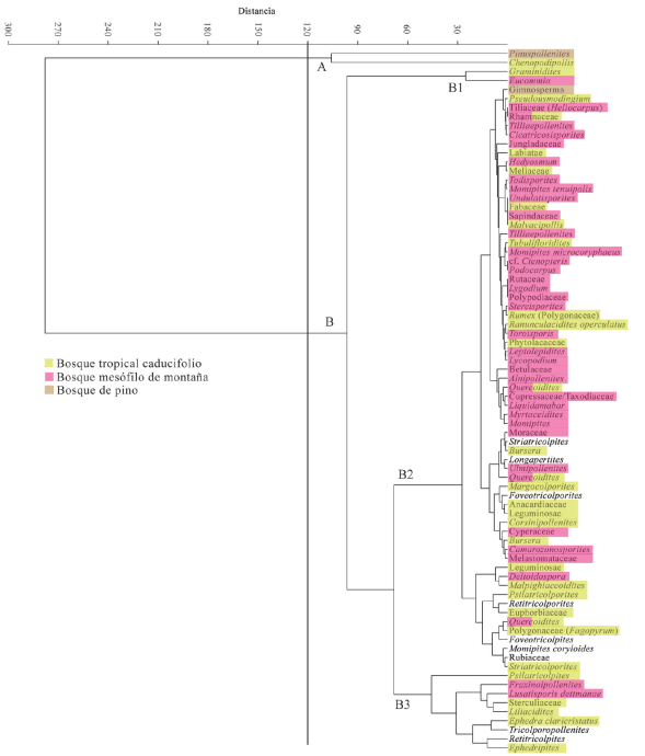 Dendrograma del análisis de agrupamiento jerárquico para observar
								los tipos de vegetación representados en el barreno 187, Formación
								El Cien, San Juan de la Costa, Baja California Sur, México.