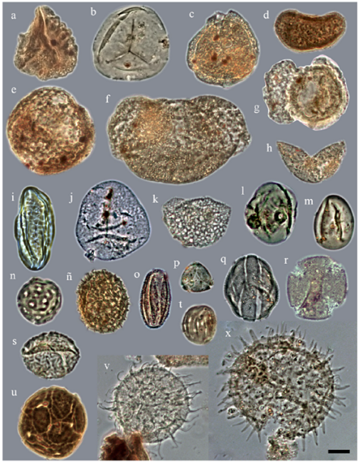 Polen, esporas y dinoflagelados encontrados en el barreno B187,
								Formación El Cien, San Juan de la Costa, Baja California Sur. La
								barra de escala representa 10 µm. Taxones (número de muestra:
								coordenadas). a) Cicatricosisporites (Pb-10228:
								105.5/13.2); b) Deltoidospora (Pb-10230:
								105.4/5.2); c) Lusatisporis dettmannae
								(Pb-10236:111.7/5.6); d) Polypodiacidites
								(Pb-10238: 110.2/14.4); e) Gimnosperma
								(Pb-10225:101.2/4.4); f) Pinuspollenites (Pb-10237:
								96.4/5.8); g) Podocarpites (Pb-10229: 102.4/15.5);
								h) Cupressacites/ Taxodiacidites (Pb-10191:
								97.9/11.4); i) Ephedra claricristatus (Pb-10229:
								90.5/3.2); j) Cyperacidites (Pb-10228: 104.9/16.3);
								k) Liliacidites (Pb-10236: 104.6/12.6); l)
									Graminidites (Pb-10257: 98.9/5.2); m)
									Eucommiadites (Pb-10229: 85.4/9.6); n)
									Chenopodipollis (Pb-10247: 83.7/8.7); ñ)
									Phytolaccaceae (Pb-10225: 104.4/22.5); o)
									Psilatricolpites (Pb-10205: 102.3/7.2); p)
									Myrtaceidites (Pb-10212: 90.0/4.4); q)
									tipo Labiatae (Pb-10220: 101.6/9.3); r)
									Fraxinoipollenites (Pb-10241: 98.3/19.4); s)
									Ulmipollenites (Pb-10237: 101.4/21.6); t)
									Heterocolpado psilado (Pb-10228:100.8/8.2); u)
									Malpighiaceoidites (Pb-10229: 93.1/3.4); v)
									Operculodinium (Pb-10225: 102.7/7.3); x)
									Lingulodinium (Pb-10225: 90.9/8.7).