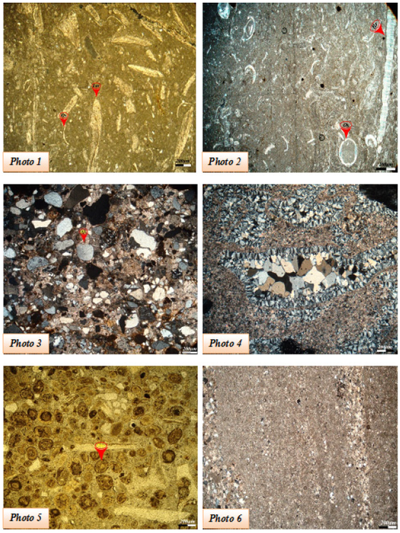 Carbonate microfacies. Photo 1: Biomicrite with lamellibranch
								bioclasts (Lm) and ostracods (Os) of the Anou-Nfeg Formation (SI).
								Photo 2: Micrite with ostracods (Os) and bioclasts of brachiopods
								(Br) of the Aït Abbes Formation (unit 1 of SIII). Photo 3:
								Carbonated sandstone with poorly sorted, subrounded to angular
								quartz grains (Qz), Photo 4: Vacuoles filled by diagenetic silica,
								Photo 5: Phosphate grains (Phs) silicified with carbonate cement,
								Photo 6: Alternation of lighter detrital and darker micritic
								laminae.