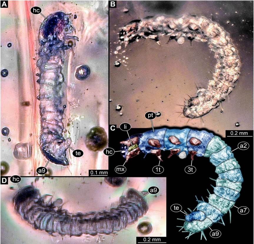New beetle larva from Mexican amber, PED 0895, light microscopy. A. Oblique ventral view. B. Oblique lateral view. C. Colour-marked version of B. D. Oblique dorsal view. Abbreviations: 1t-3t= trunk appendages (“legs”) 1-3; a2-a9 = abdomen segments 2-9; hc = head capsule; li = labium; mx = maxilla; pt = prothorax; te = trunk end.