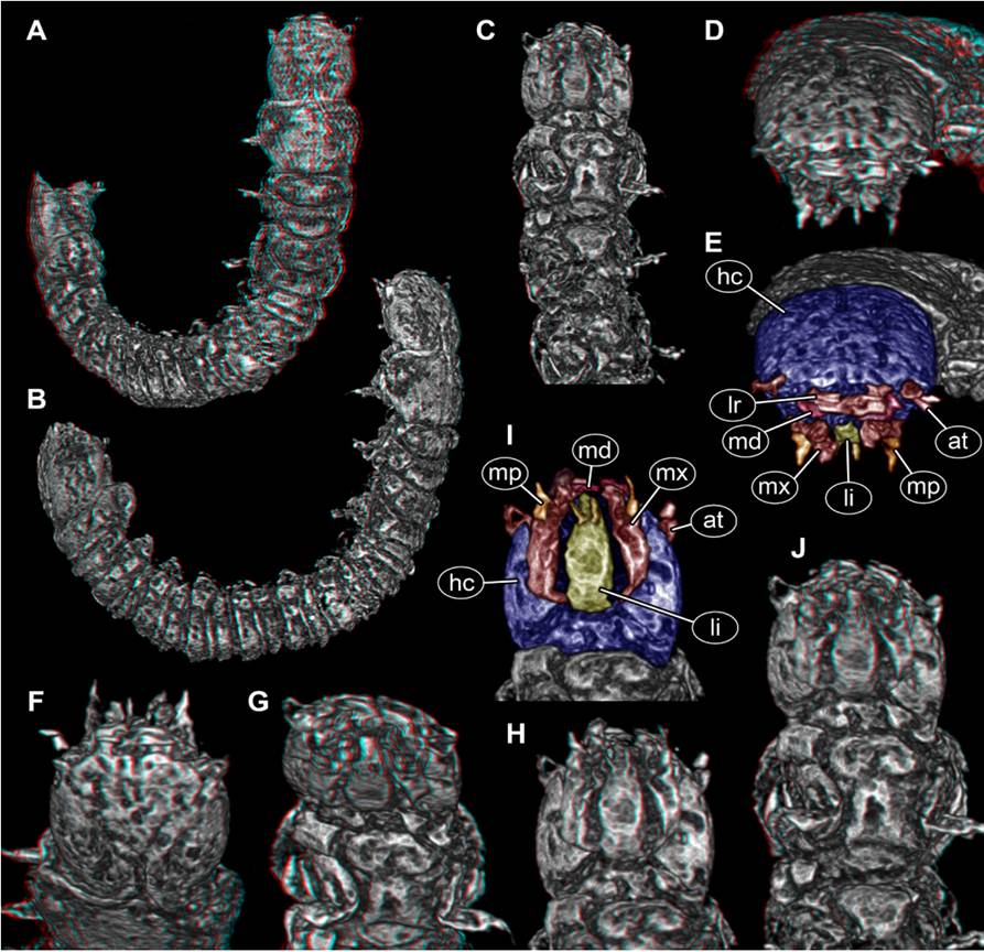 New beetle larva from Mexican amber, PED 0895, volume renderings based on µCT. A-D. Red-cyan stereo anaglyphs. A, B. Overviews. A. Oblique dorsal view. B. Oblique lateral view. C. Anterior body, ventral view. D. Antero-dorsal view on head. E. Colour-marked version of D. F-H. Red-cyan stereo anaglyphs of head region. F. In dorsal view. G. In antero-ventral view. H. In ventral view. I. Colour-marked version of H. J. Red-cyan stereo anaglyph of anterior body region in postero-ventral view. Please use red-cyan glasses to view stereo anaglyphs. Images not to scale. Abbreviations: at = antenna; hc = head capsule; li = labium; lr = labrum; md = mandible; mp = maxillary palp; mx = maxilla.