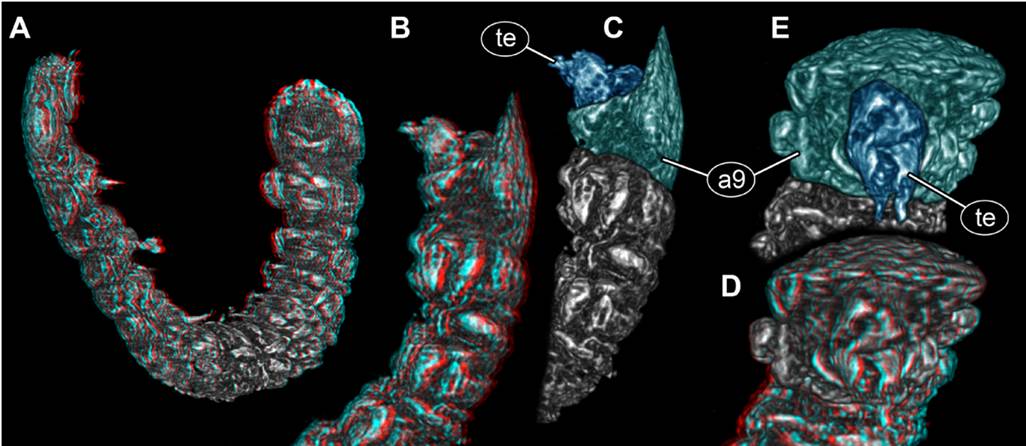 New beetle larva from Mexican amber, PED 0895, volume renderings based on µCT, continued. A, B. Red-cyan stereo anaglyphs. A. Overview in oblique lateral view. B. Posterior trunk region in lateral view. C. Colour-marked version of B. D. Red-cyan stereo anaglyph of posterior trunk region in posterior view. E. Colour-marked version of D. Please use red-cyan glasses to view stereo anaglyphs. Images not to scale. Abbreviations: a9 = abdomen segment 9; te = trunk end.