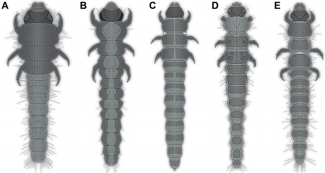 Examples of extant larvae of Heteroceridae, modified from the literature. A-D. From Pierre (1945). A. His figure 1. B. His figure 18. C. His figure 19. D. His figure 20. E. From Vanin et al., (1995), their figure 10.