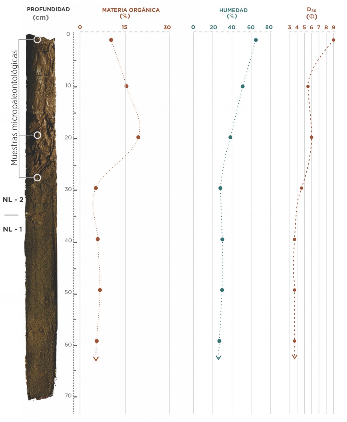 Fotografía del núcleo sedimentario NL con las curvas de contenido porcentual de humedad, de materia orgánica (LOI550) y el valor de la mediana granulométrica (D50). Se encolumnan a la izquierda los intervalos sedimentarios descriptos y se señalan los lugares donde se tomaron muestras micropaleontológicas.