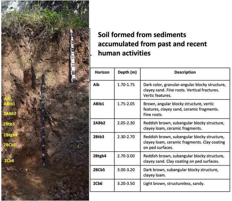 Natural soil profile (La Joya profile 1) showing the modern soil and the buried polycyclic paleosol.