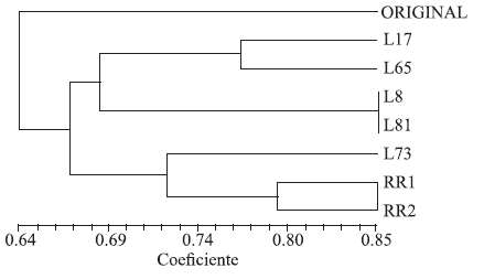 Dendrograma de similitud de las líneas endogámicas S2