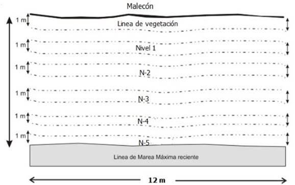Representaci&oacute;n gr&aacute;fica de los transectos en cada estaci&oacute;n de muestreo (modificado de la NMX-AA-120-SCFI-2006)