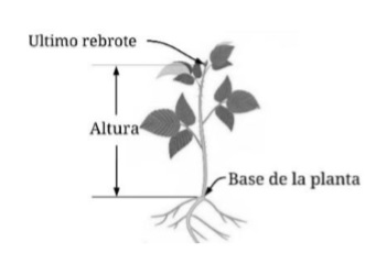 Referencias consideradas para la medici�n de la planta de frambuesa