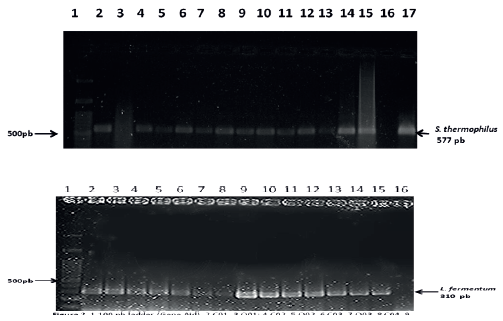 FIGURA 1 CORRIDA ELECTROFOR&Eacute;TICA DE PRODUCTOS DE PCR Arriba : S. thermophilus y Abajo : L. fermentum. 1 100 pb ladder (Gene Aid), 2 C01, 3 Q01; 4 C02, 5 Q02; 6 C03, 7 Q03; 8 C04, 9 Q04; 10 C05, 11 Q05; 12 C06, 13 Q06; 14 C07, 15 Q07;16 CONTROL NEGATIVO,y 17 CONTROL POSITIVO S. thermophilus. C=CUAJADA y Q=QUESO. S.thermophilus 577 pb y L.fermentum 310 pb. Agarosa 1,5%. Tinci&oacute;n Diamond (PROMEGA)