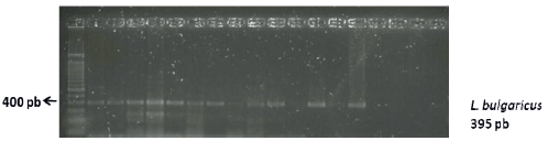 FIGURA 2. CORRIDA ELECTROFOR&Eacute;TICA DE PRODUCTOS DE PCR L. delbrueckii subsp. bulgaricus. 1 100 pb ladder (INVITROGEN), 2 C01, 3 Q01; 4 C02, 5 Q02; 6 C03, 7 Q03; 8 C04, 9 Q04; 10 C05, 11 Q05; 12 C06, 13 Q06; 14 C07, 15 Q07;16 y17 vacios; 18 CONTROL NEGATIVO, 19 CONTROL POSITIVO. C=CUAJADA y Q=QUESO. Agarosa 1,5%. Tinci&oacute;n Diamond (PROMEGA)