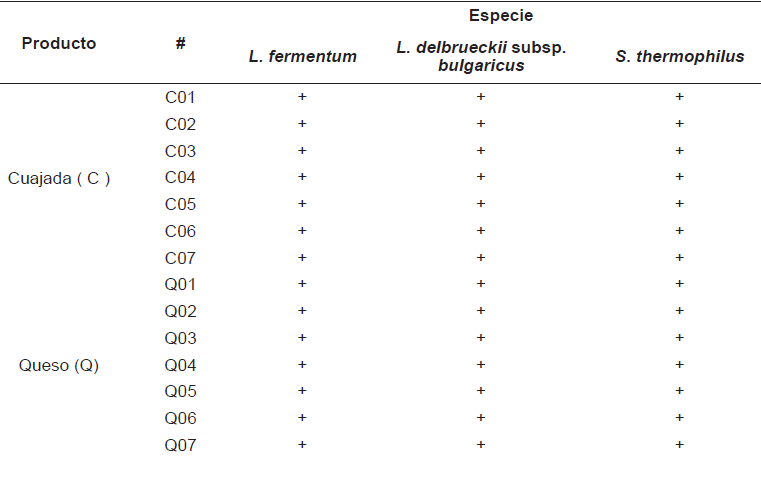 CUADRO RESUMEN DE RESULTADOS DE IDENTIFICACI&Oacute;N DE BACTERIAS &Aacute;CIDO L&Aacute;CTICAS POR PCR