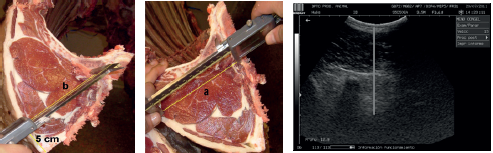 ESTIMACI&Oacute;N DE: &ldquo;a&rdquo; (LONGITUD DEL SEMIEJE MAYOR O ANCHO) Y &ldquo;b&rdquo; (LONGITUD DEL SEMIEJE MENOR O PROFUNDIDAD) Y PROFUNDIDAD EN CENT&Iacute;METROS DEL M&Uacute;SCULO LONGISSIMUS THORACIS Y SPINALIS THORACIS (OLT).