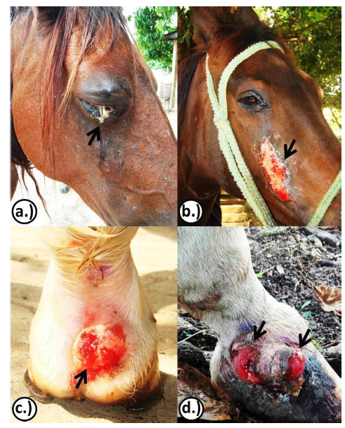 HABRONEMOSIS CUT&Aacute;NEA EQUINA, CON
ULCERACI&Oacute;N GRANULOMATOSA, EXOF&Iacute;TICA Y EN FORMA DE CR&Aacute;TER. A.) A NIVEL
PERIOCULAR B.) A NIVEL DE CRESTA FACIAL. C.) A NIVEL PIE EN LA CARA PALMAR DE
LA CUARTILLA. D.) A NIVEL DE PIE EN LA CARA LATERAL DE LA CORONA DEL CASCO,
RESPECTIVAMENTE. 