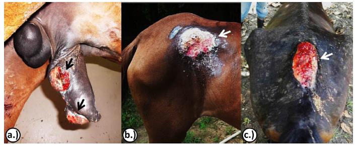 HABRONEMOSIS CUT&Aacute;NEA EQUINA. A.)
A NIVEL DE LA TUBEROSIDAD COXAL. B.) A NIVEL DE LA REGI&Oacute;N SACRA,
RESPECTIVAMENTE.