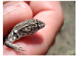 Figura 3: Lagartija de los m&eacute;danos